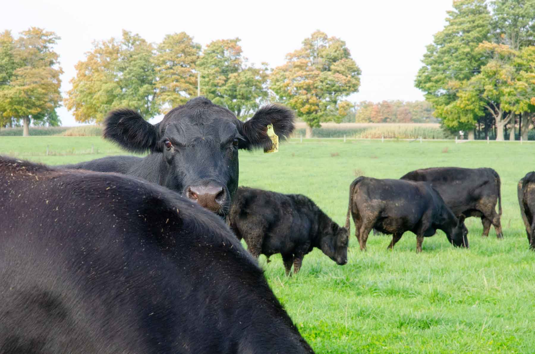 Lisanti Farms photo 2